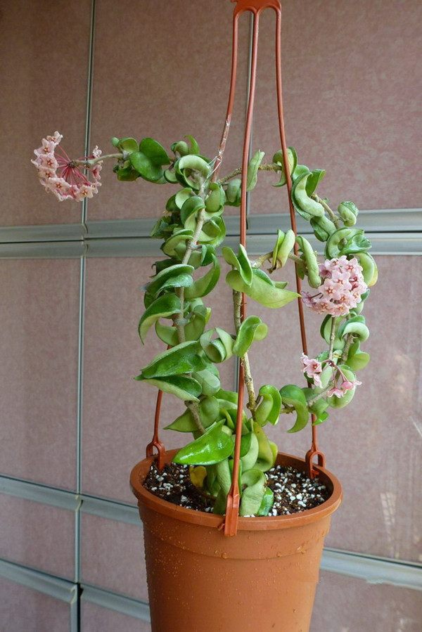 新型室内盆栽—卷叶球兰,花叶俱美,芳香满屋