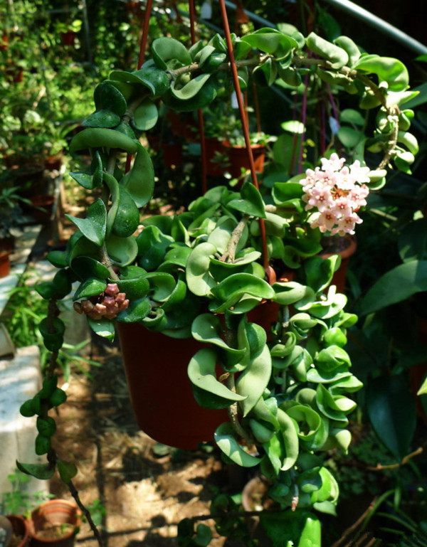 新型室内盆栽—卷叶球兰,花叶俱美,芳香满屋