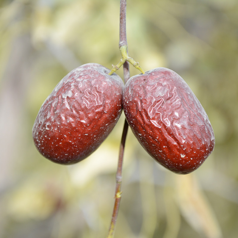 女人这样吃红枣,可保红颜不老!