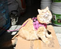 LOVABLEDOG Pet Protected Chest and Back Traction Rope Small Canine Pull