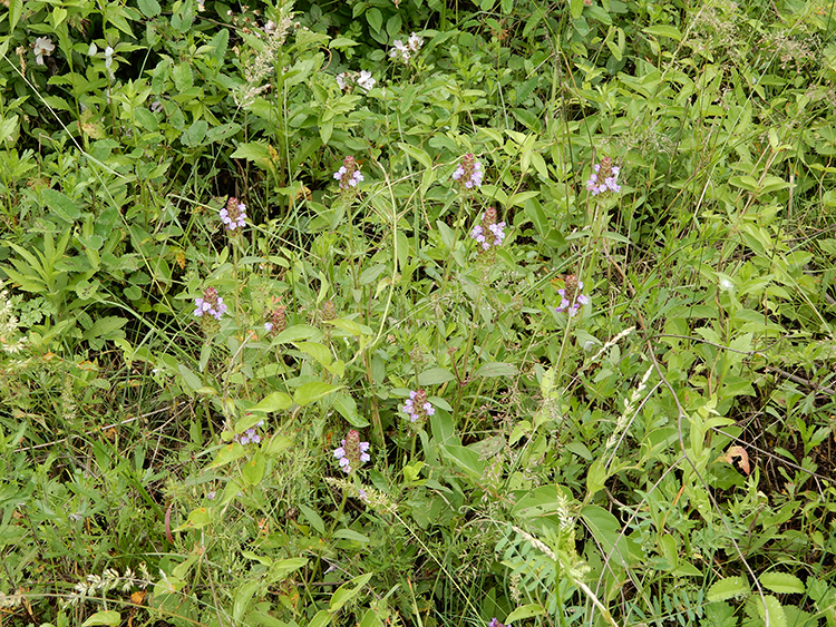 野生白毛夏枯草 夏枯球花草茶 夏桑菊消火凉茶甲状腺