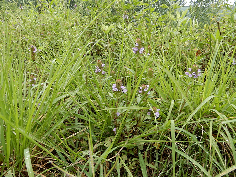 野生白毛夏枯草 夏枯球花草茶 夏桑菊消火凉茶甲状腺