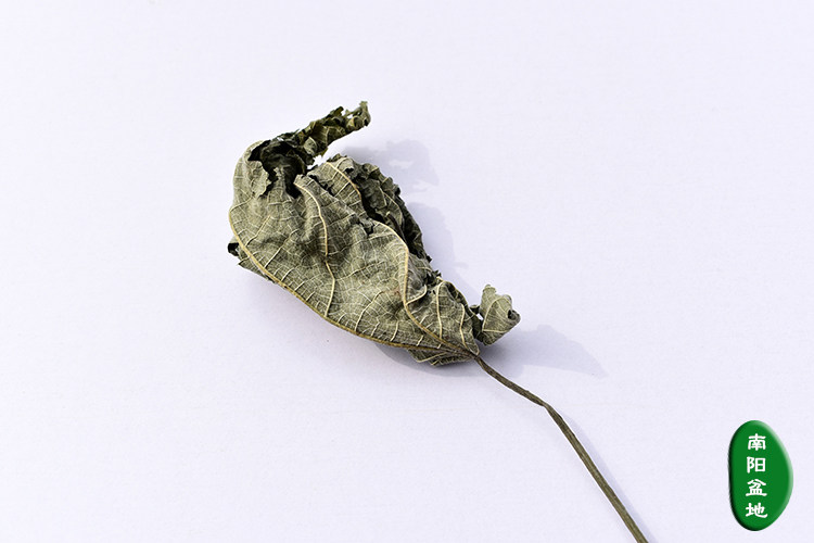 中药材野生新鲜楮叶楮桃叶 褚桃叶楮树叶 构树叶 够树叶 构叶包邮