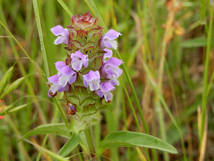 野生白毛夏枯草夏枯球花草茶夏桑菊消火凉茶甲状腺结节1斤包邮