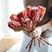 Natural treasure Guanlian imported dried flower real flower high-end flower material office window display decoration eternal flower snow lotus flower