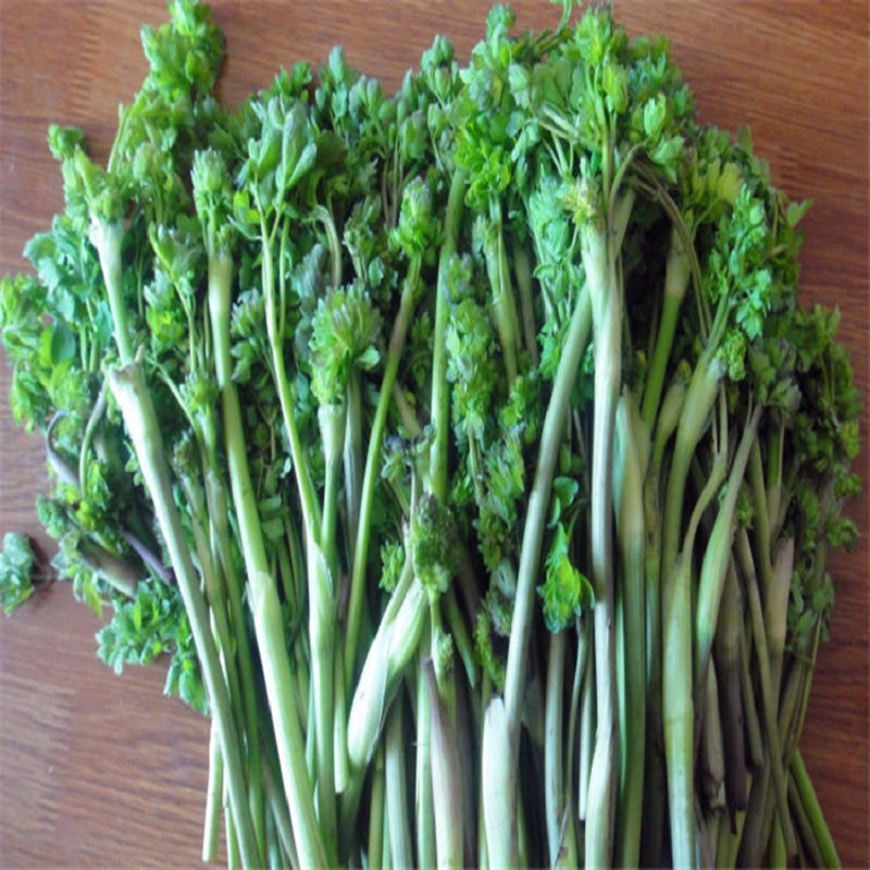 长白山野生猫爪子新鲜野菜山菜东北春季蘸酱菜现采现卖4斤包邮