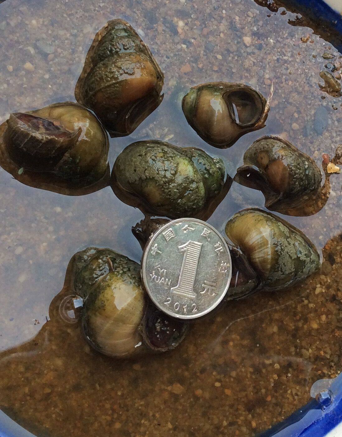 野生田螺活体 活田螺 螺蛳活体 10元20只,龟,蛙饲料,拍下现抓