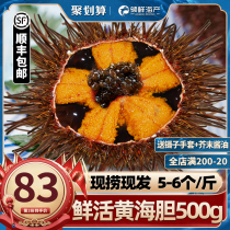 Fresh yellow sea urchin fresh sea urchin Thorn Pot 5 -- 6 catties of sea bile yellow sea urchin instant sassy seafood 500g