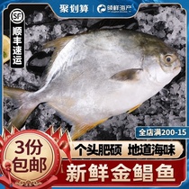 Golden pomfret Fresh fresh frozen extra large sea fish Dalian deep-sea silver pomfret fish Spotted pomfret seafood aquatic products
