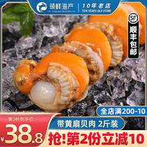 Scallop Meat Fresh Fresh Live Exfoliating Frozen Seafood Aquatic Oversized Fresh Bay Garlic Hibiscus Fans 2 Catties