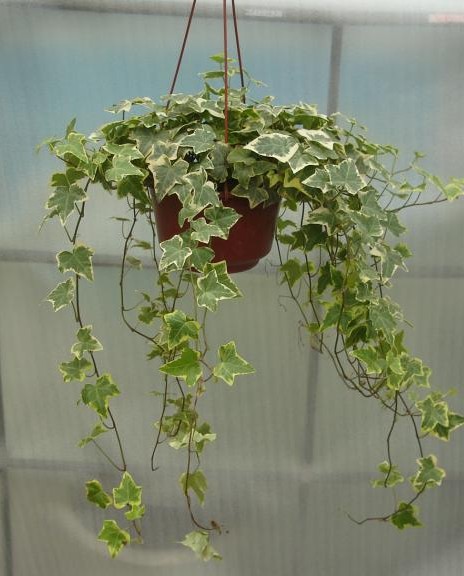 特价常春藤吊兰植物盆栽 常青藤花卉净化空气吸甲醛办公室内绿植