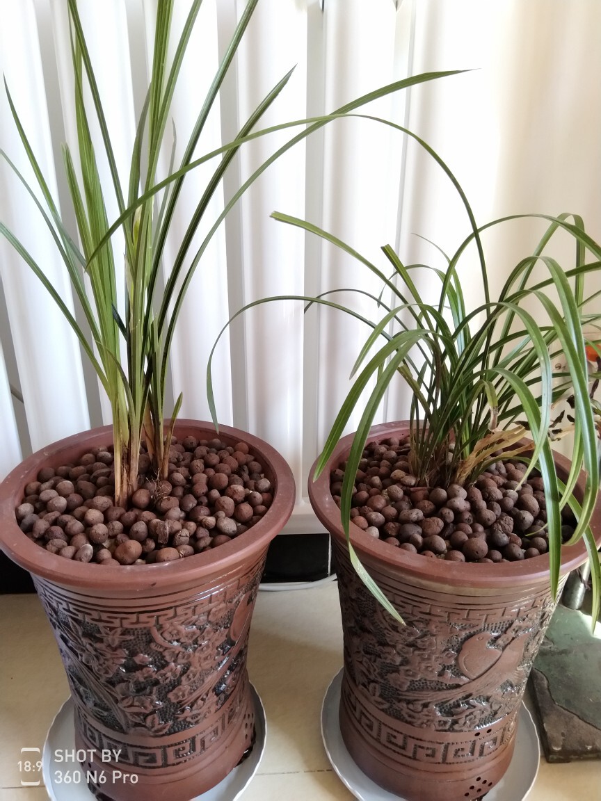 陶粒园艺花卉无土栽培植物专用大粒陶粒隔水透气花盆垫底防止烂根_不