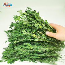 Purple Flowers Clover Love Baby Grass Rabbit Grain Dry Grass Dragon Cat Eat the pasta feed guinea pig Dutch pig grain