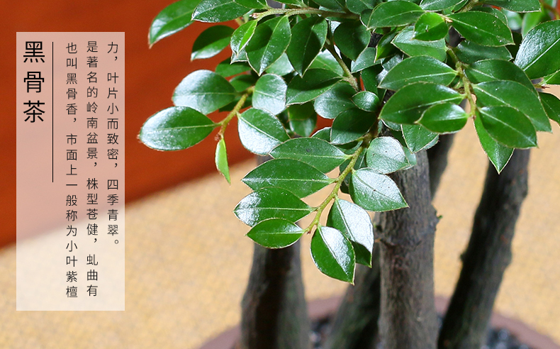 小叶紫檀盆景植物盆栽室内好养客厅绿植花卉四季常青耐寒赤楠盆景