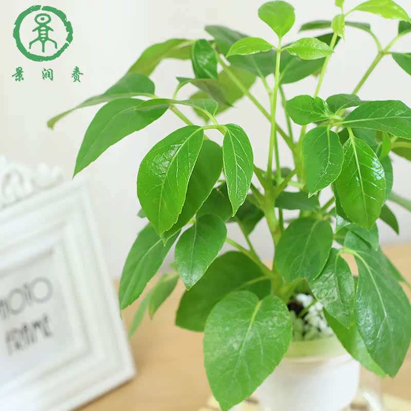 铁线蕨类植物水养观叶竹柏盆栽庭院花草室内吸甲醛水生植物花卉产品展示图5