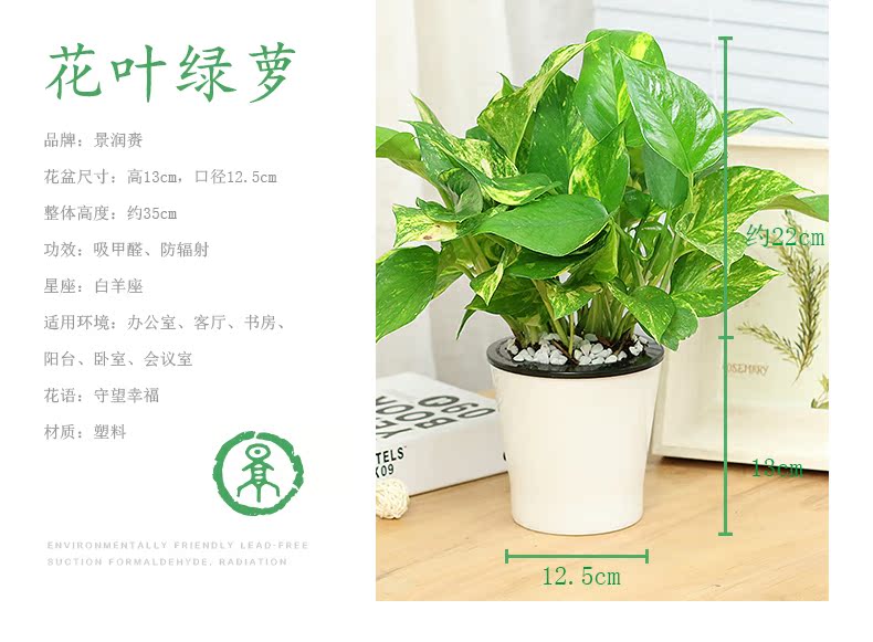 绿萝水培绿色植物水养办公室内客厅吸甲醛水生绿箩庭院真花草盆栽