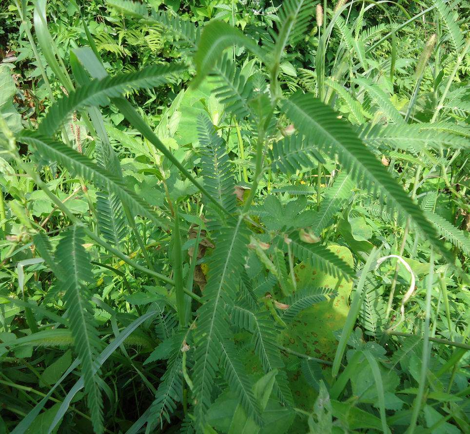 野生鲜合萌 田皂角 水皂角 连根拔 梗通草干的120克一份
