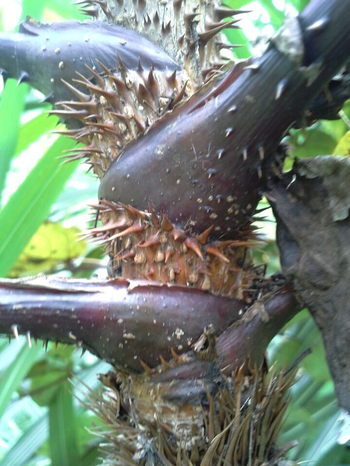 野生正宗红楤木根老虎刺红刺筒刺茎楤木根鸟不踏200克30元--*湿