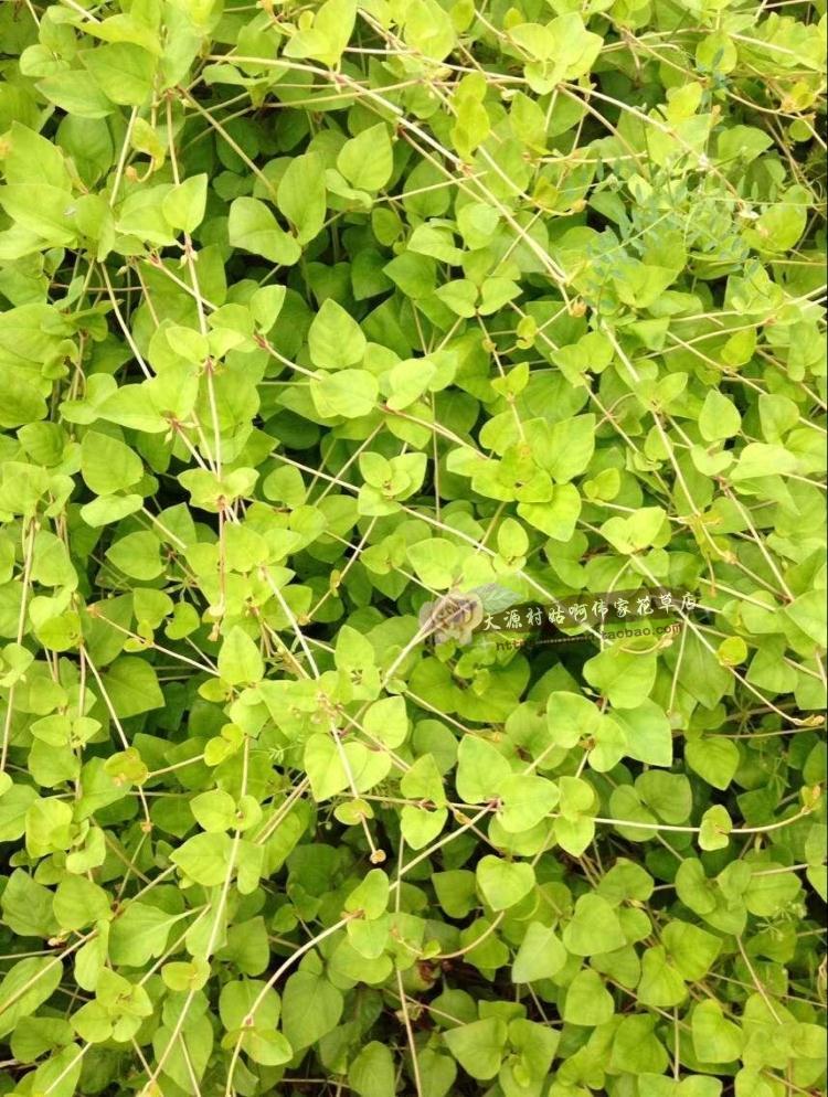 野生新鲜大叶金钱草过路黄对坐草一串钱大连线草龟粮可做盆景包邮