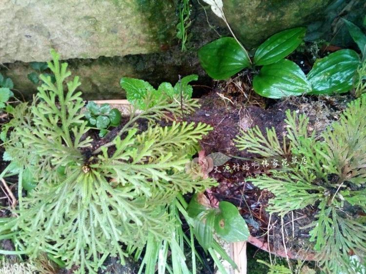 100%正品野生中药材九死还魂草 卷柏 打不死长命草 长生不死草