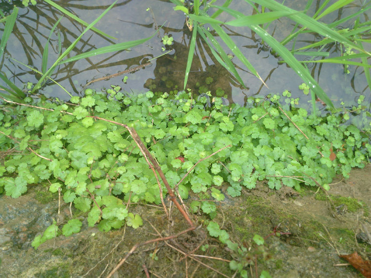 新鲜野生中草药材天胡荽 铺地锦 破铜钱 满天星 盆栽用