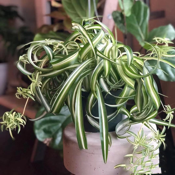 Good green plants, spider plants, windowsills, balcony, living room, bedroom, study, purify air radiation, anti-hanging hydroponic plants
Good green plants, spider plants, windowsills, balcony, living room, bedroom, study, purify air radiation, anti-hanging hydroponic plants