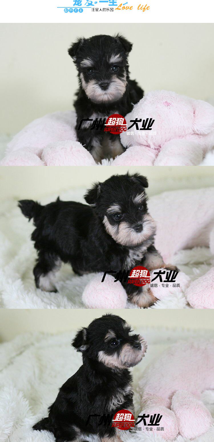 雪纳瑞活体 老头狗 纯种雪纳瑞幼犬出售 宠物狗狗 支持上门看狗