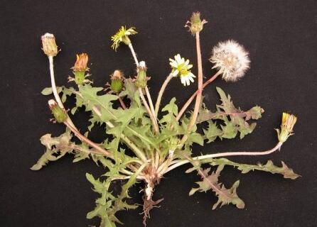 00                 (来源: 美食健康顾问)            蒲公英的叶子