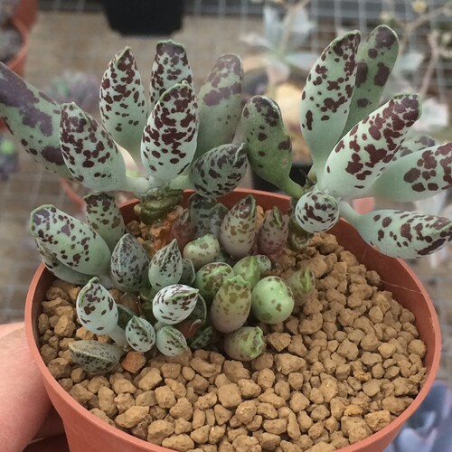 新笙多肉 韩国进口 海豹水泡a 老庄 多肉植物 一物一拍 掉叶不陪_7折