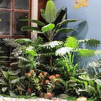 Simulation plant decoration landscaping can customize the scenery of the travellers' banana scattered tail