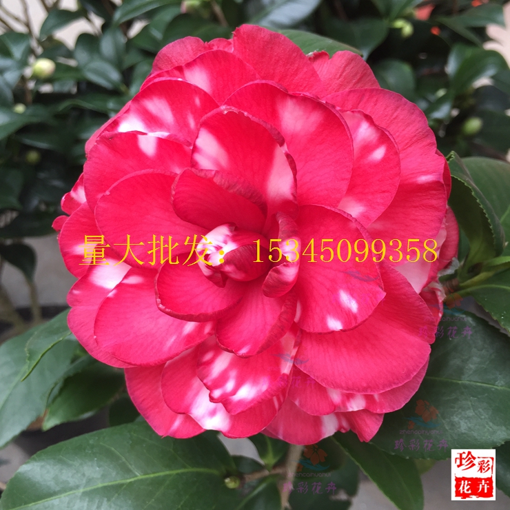 精品茶花青叶 红叶贝拉 山茶花树苗室内外盆栽绿植花卉盆景带花苞_7折图片