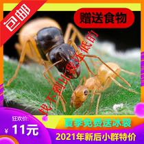 Little Mo Ant House Black Gold Turkish Bow Ant Fei 2021 New Pet Ant Small Living