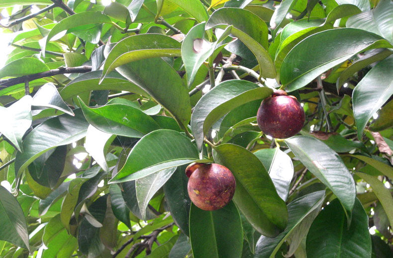 椰盛海南新款包装水果新鲜山竹3斤装