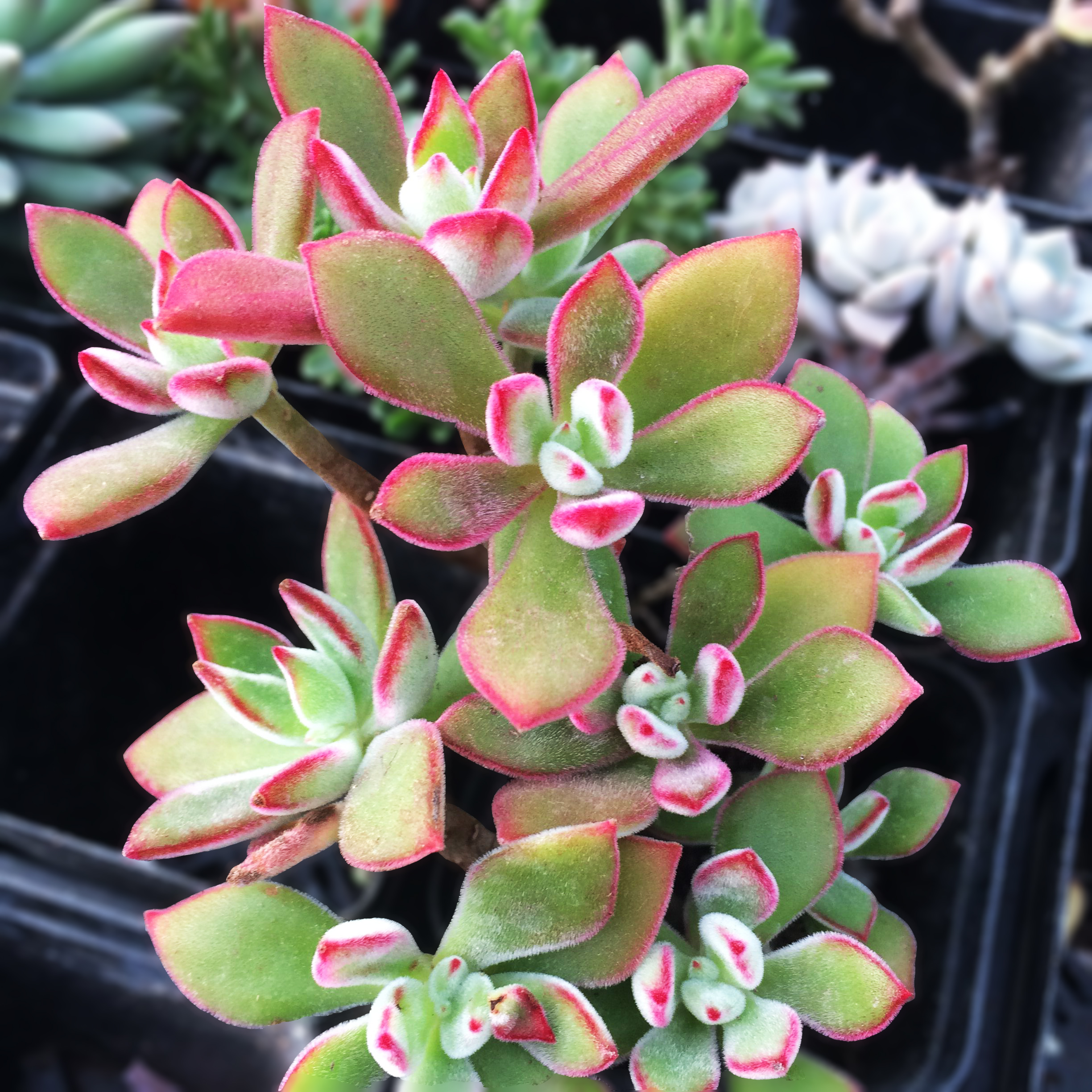 多肉叶片突然干瘪?找对原因再下手治疗