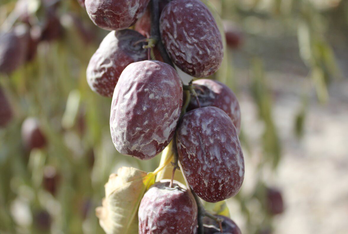 新疆若羌县特产 灰枣红枣 特级枣 未加工 原生态 大枣新疆枣_双氙车灯