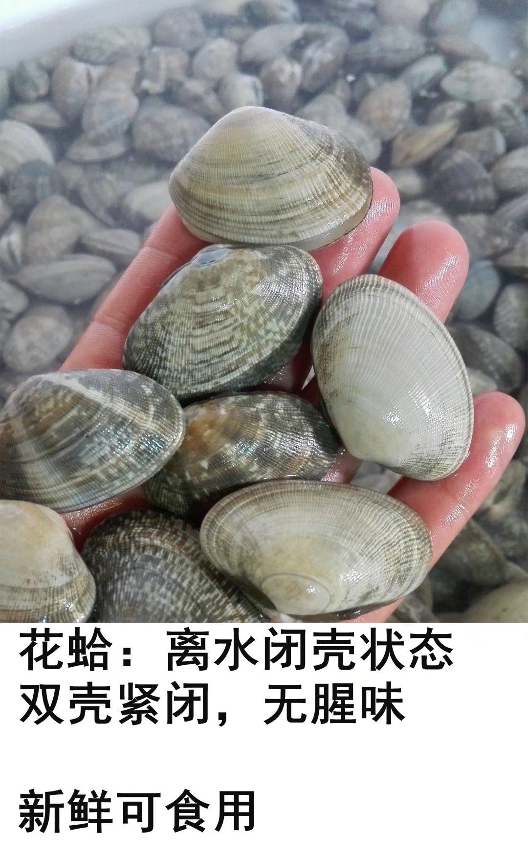 鲜活海产贵州发货炒花甲美味贝类花甲粉香辣爆炒花甲花蛤美食原料_7折