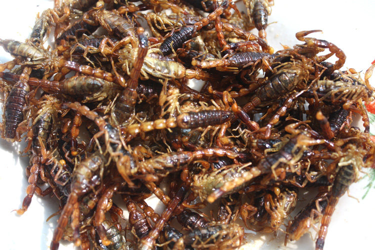 沂蒙山新鲜活体油炸蝎子野味美食十足全蝎现炸野生蝎子油炸食品
