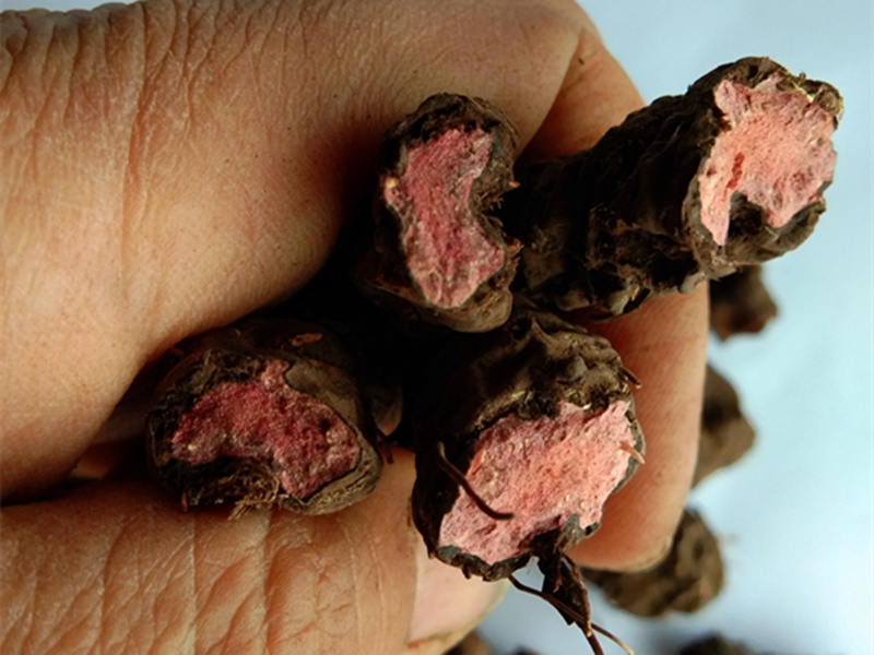 贵州草药拳参 中药材草血竭根地马蜂老腰弓一口血地蜂子干货500克_双