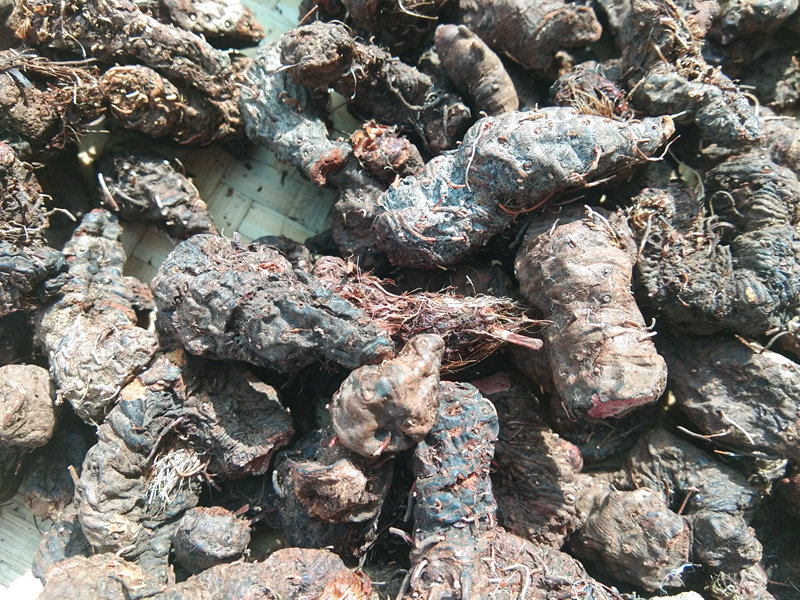 贵州草药拳参 中药材草血竭根地马蜂老腰弓一口血地蜂子干货500克_双