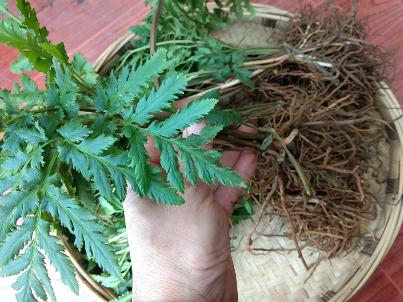 中药材贵州野生阴地蕨500g中草药新鲜冬草蛇不见郎萁细辛独脚蒿