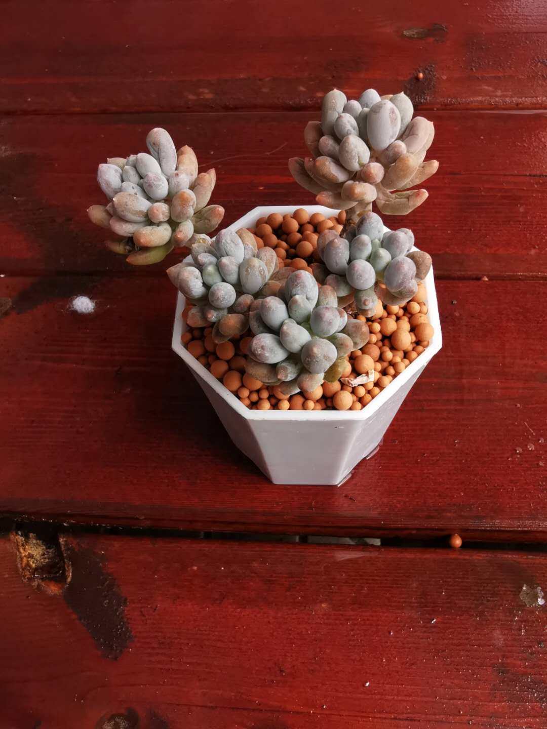 桃蛋 多肉带盆带土带铺面 带塑料白盆 小花农多肉基地 满35包邮