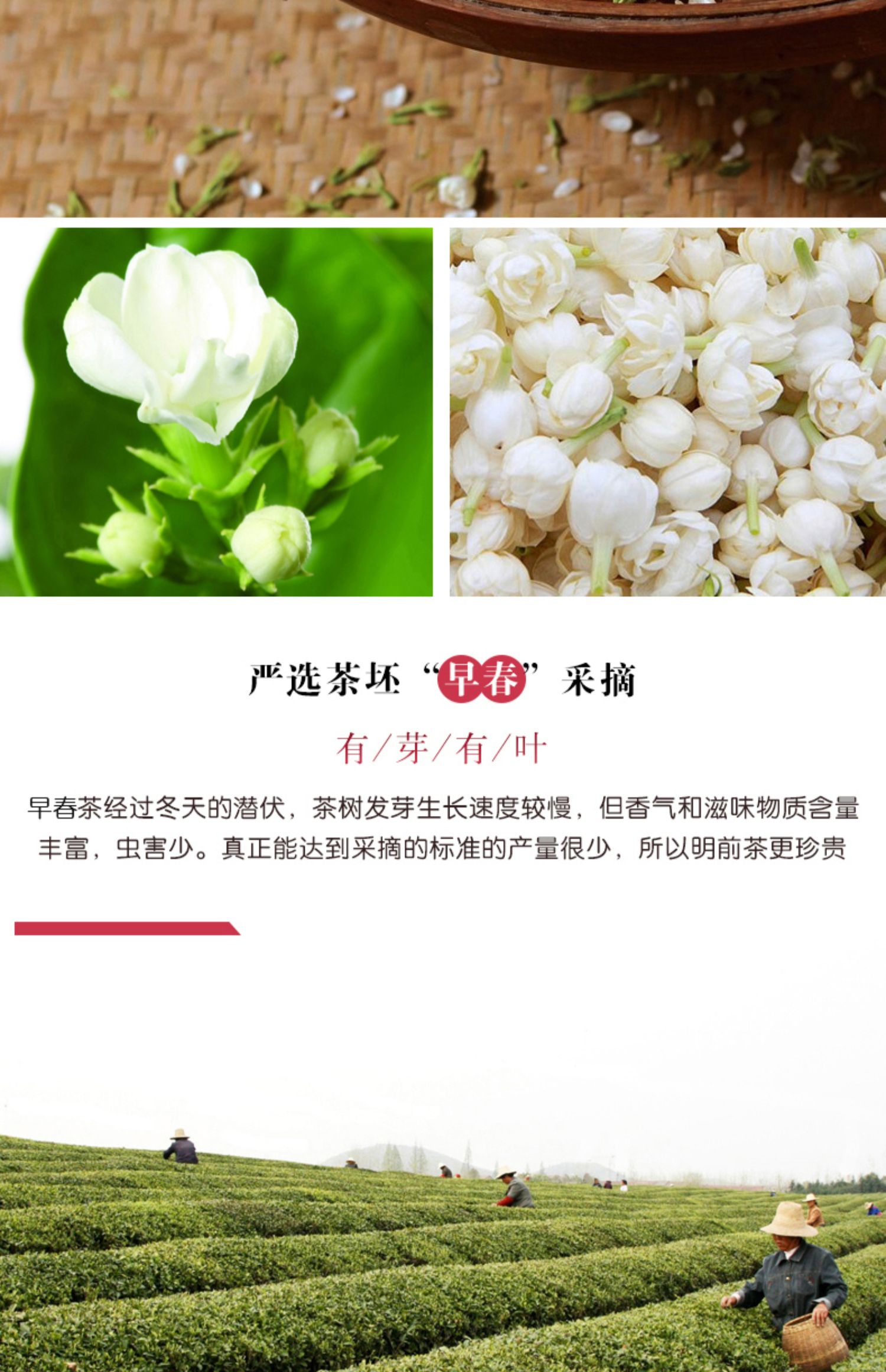 吴裕泰字号茶叶新茉莉花茶茶叶