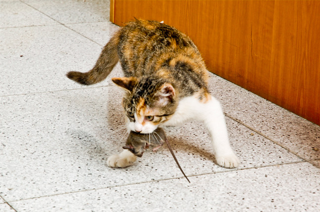 这个年头,猫都怕老鼠了!连动都不敢动