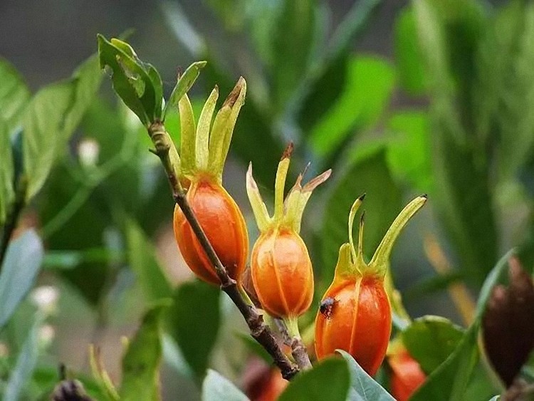 溢久久栀子果50g栀子花茶卤料大料天然山炖肉料包香料调料散装_不打折