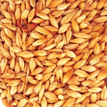 Caramel malt (100-130EBC) Australian Erris malt to make 500g self-brewed tool raw material