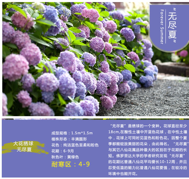 b基地发-进口大花绣球 无尽夏 八仙花绣球花绣球花苗可盆栽爆盆
