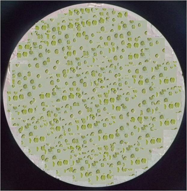 莱茵衣藻 杜氏盐藻 羊角月牙藻 科研用藻 活体 鱼虾蟹 丰年虾饲料