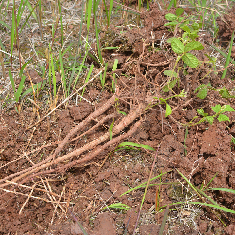 深山千斤拔500g一条根中草药煲汤料广东汤料包可配五指毛桃牛大力