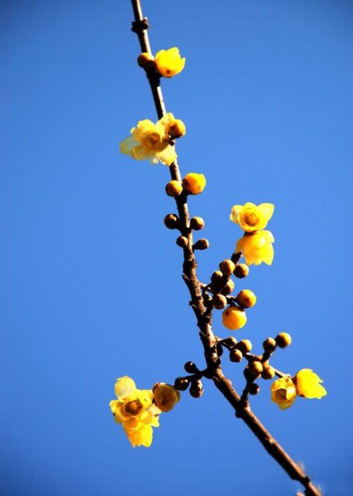精品盆栽嫁接素心腊梅 嫁接苗 花开黄色腊梅花苗 梅花树苗带花苞