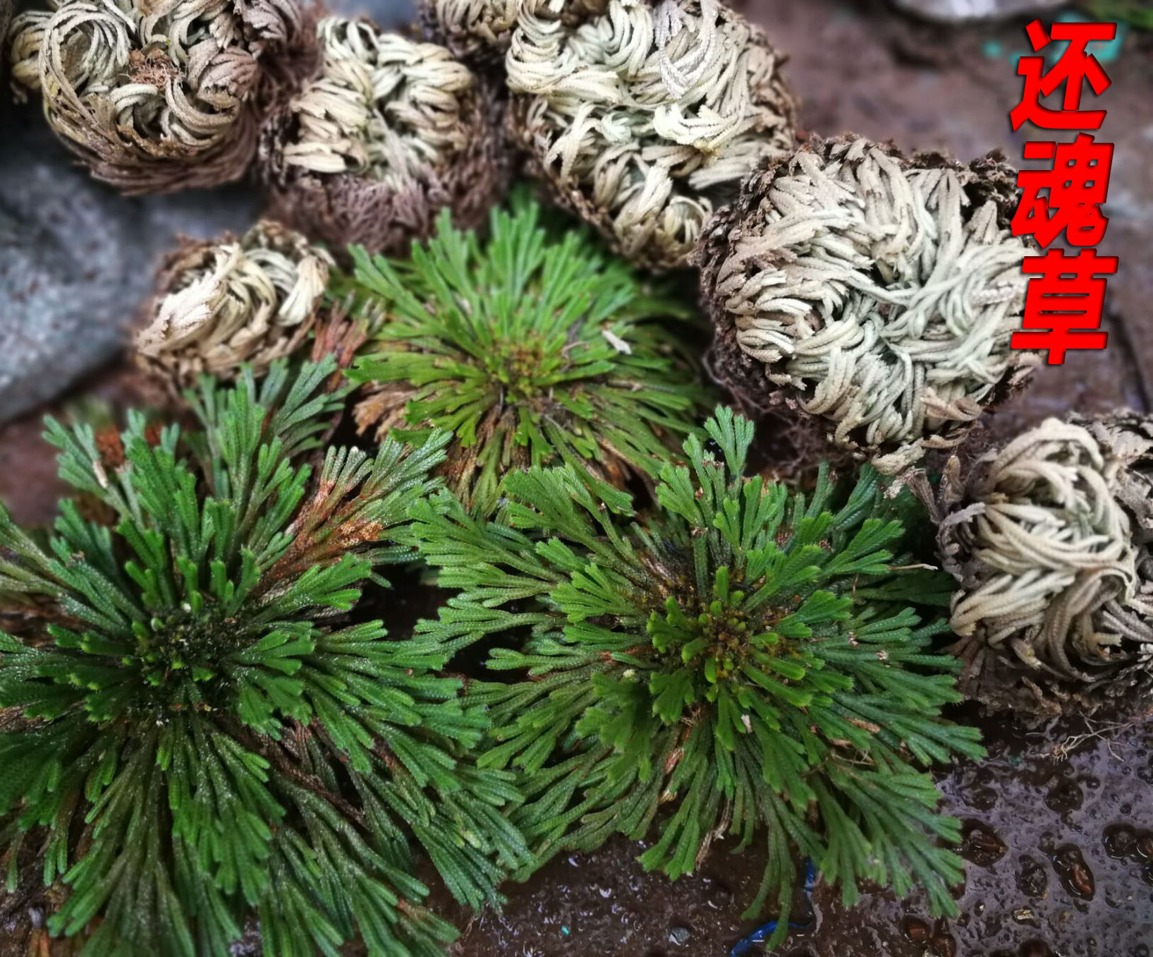 新货云南中药材卷柏九死还魂草石柏岩柏草500g克包邮品无硫